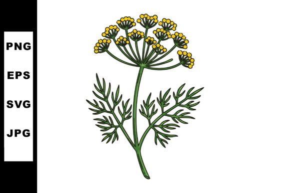 Fennel Herb Plant Graphics & Illustrations Review