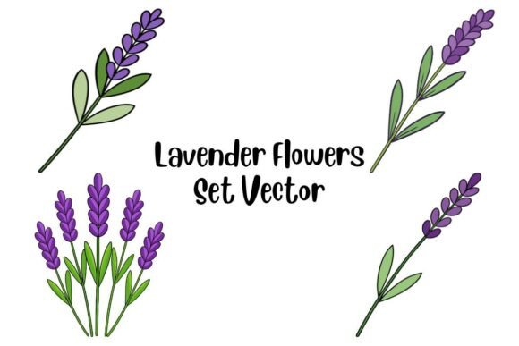 Lavender Flowers Set Vector: Premium Graphics & Illustrations