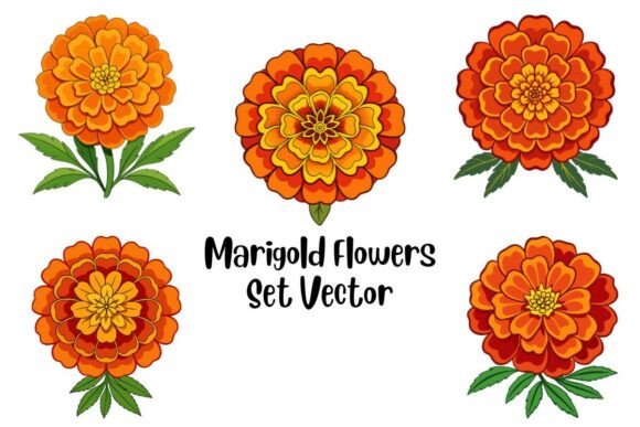 Marigold Flowers Set Vector: Graphics & Illustrations
