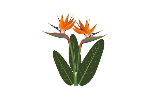 Vibrant Bird of Paradise Flat Graphics & Illustrations